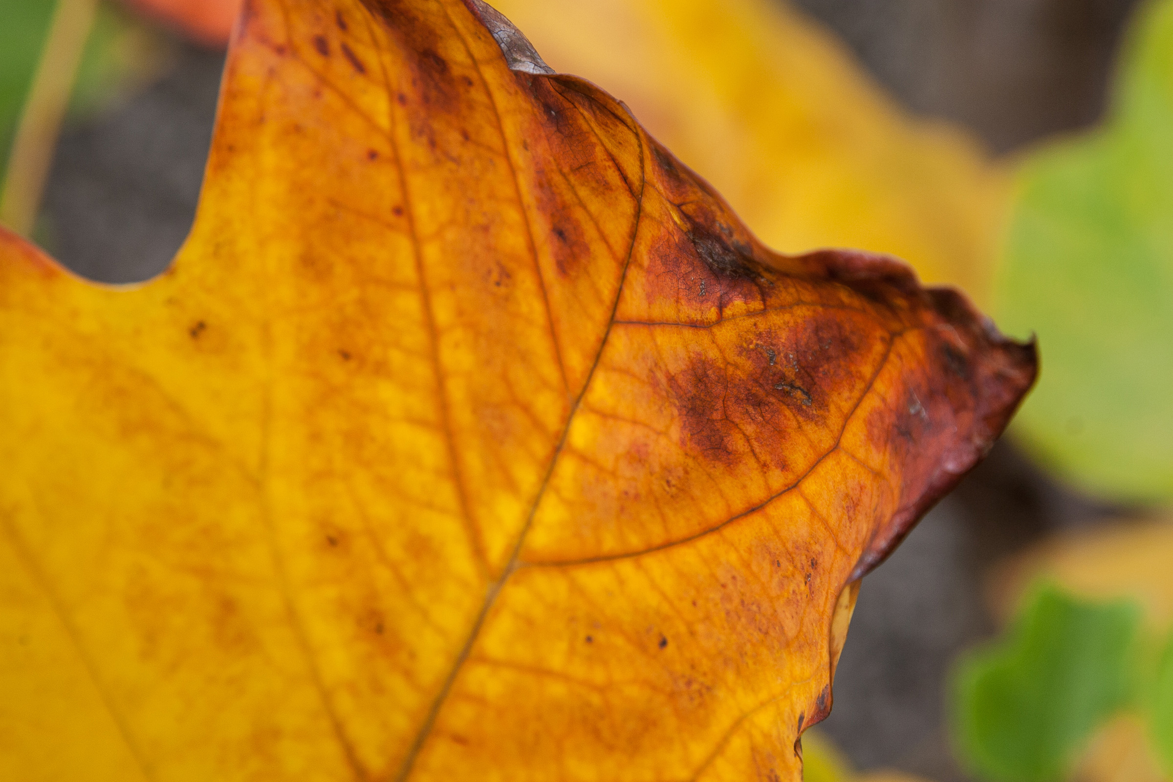 autumn, leaf, monthly picture, macro © André Schunert