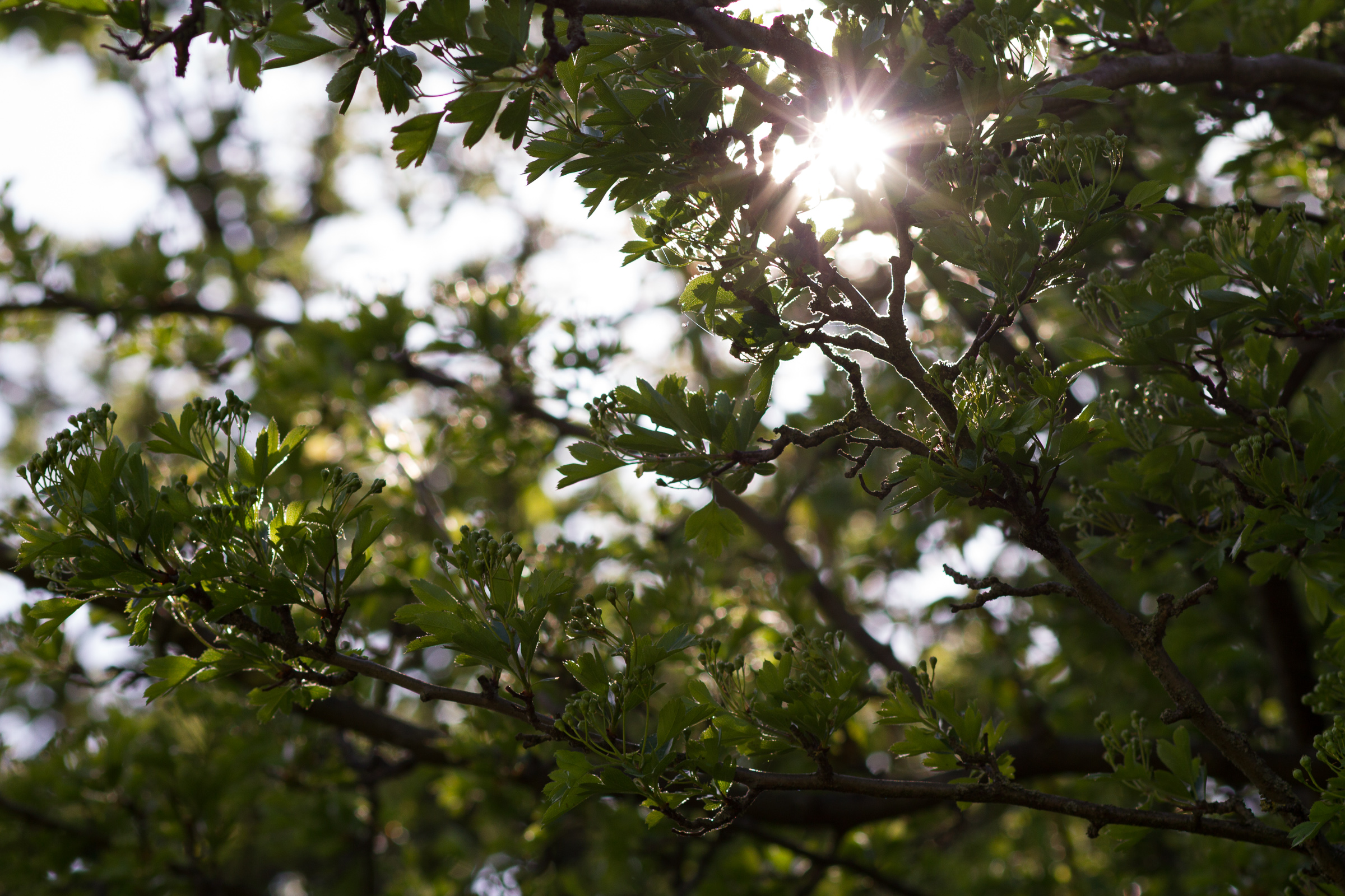 tree, branch, sun, sunlight, light , shadow, backlight, outdoor, monthly picture © André Schunert